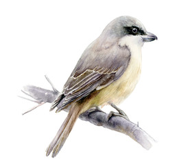 Naklejka premium Lanius bird watercolor hand drawn illustration. Isolated on white.