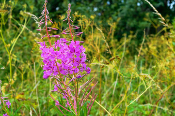 Purple flowers. Medicinal Cypress. The plant lvan-tea.