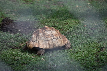 Fototapeta premium turtle on the grass