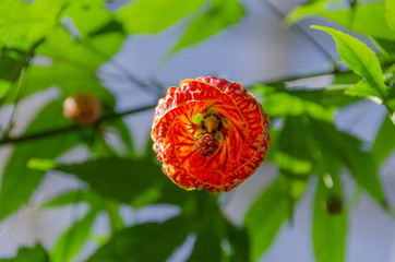 Flowering Maple Red Tiger Closeup