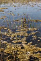 River Byrd, landscape on the water. Central Europe