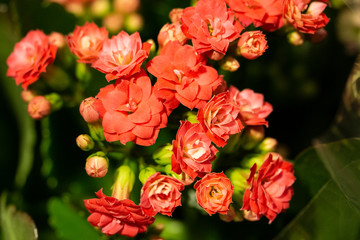 Red Kalanchoe Flowers Close Up