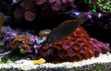 Ornate Leopard wrasse fish in coral reef aquarium tank