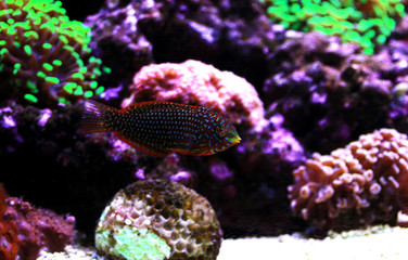 Ornate Leopard wrasse fish in coral reef aquarium tank