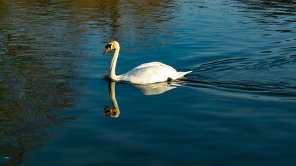 Large single white mute swan young