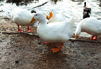 Large Heavy White Aylesbury, Pekin.Peking Ducks, white feathers and yellow bills on pond