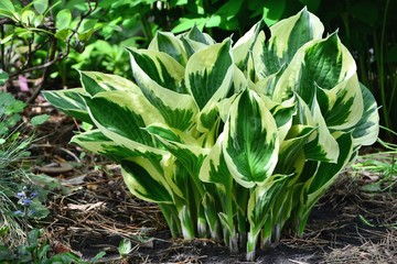Amazing hosta with yellow and green leaves in the spring garden close-up.