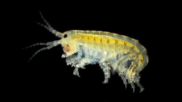 Amphipoda Gammarus Hyalella azteca crayfish is a good food for fish