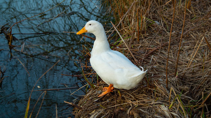Large Heavy White Aylesbury, Pekin.Peking Ducks, white feathers and yellow bills on pond