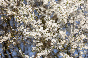 Background from branches of fruit trees with white flowers