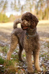 Brown standard poodle standing in a forest in autumn.