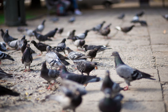 Hungry pigeons eating bread in the street