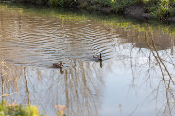 Male mallard follows female duck as they swim on water surface of small lake in spring