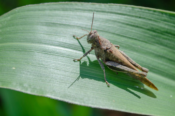 Brown Grasshopper on Maize Leaf