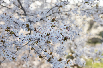 Background from branches of fruit trees with white flowers