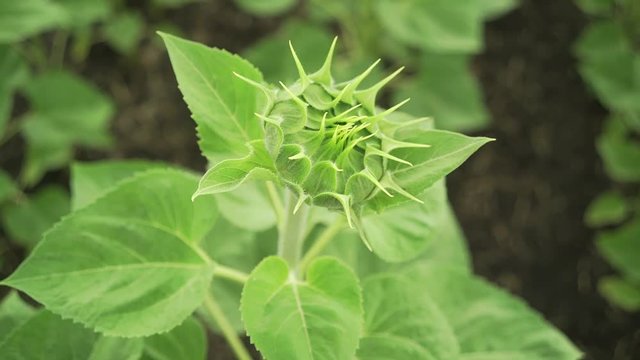 Sunflower Bud budding green close-up basket macro