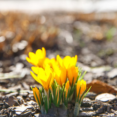 Closeup of yellow crocus blooming on field, soft focus, blurred background. Changing seasons in nature, spring symbols, mood concept