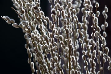 Palmkätzchen – Strauß Weidenkätzchen (Palmbusch) im Sonnenschein mit schwarzem Hintergrund- salix