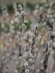 Palmk&auml;tzchen &ndash; Weidenk&auml;tzchen, Strau&szlig;, Palmbusch - salix