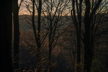 Graphic forest landscape, Denmark