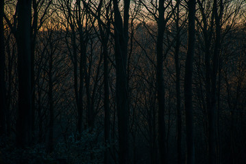 Graphic forest landscape, Denmark