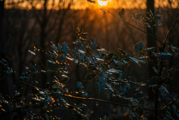 Forest sunset, Denmark