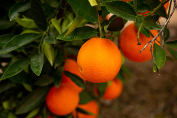 Citrus groves featuring oranges and green leaves