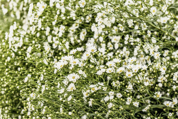 Obraz na płótnie Canvas greater stitchwork (Stellaria holostea) flowers in a woodland in spring.
