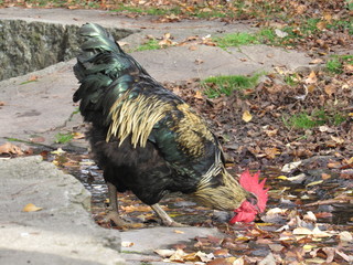gallo comiendo