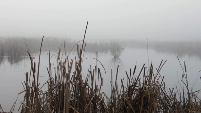 Wetland wildlife habitat covered in moody morning fog with ducks swimming peacefully. Washington, USA. 4k panning dolly