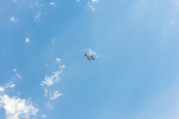 Aves volando 