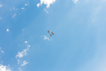 Aves volando 