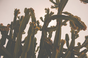 A cactus plan in front of the sun