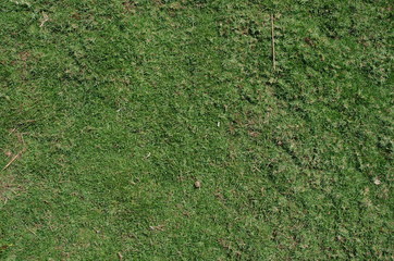 Green Meadow Natural Artificial Texture Background Photo