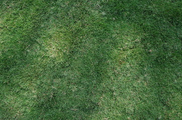 Green Meadow Natural Artificial Texture Background Photo