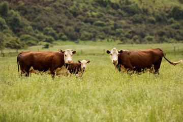 Fototapeta na wymiar Cows grazing in a field of green grass on a spring day
