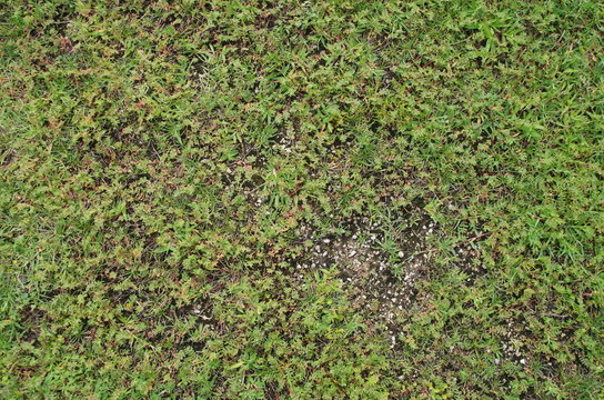 Green Meadow Natural Artificial Texture Background Photo