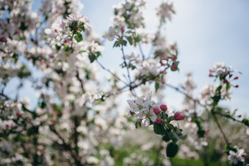 Beautiful spring sunny day. Gardens bloom. Branches of flowering apple trees. Many flowering buds of apple trees on a clear blue sky. The serene beauty. Morning walk in the garden.