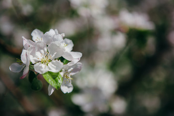 Spring blossom: branch of a blossoming apple tree on garden background