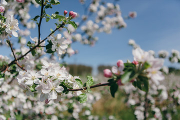 Beautiful spring sunny day. Gardens bloom. Branches of flowering apple trees. Many flowering buds of apple trees on a clear blue sky. The serene beauty. Morning walk in the garden.