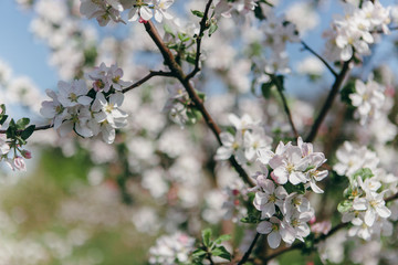 Apple tree branch with the blooming flowers. Blooming apple tree in springtime. Spring garden in flowering.