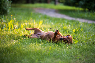 Beautiful brown dachshund rest in the grass.