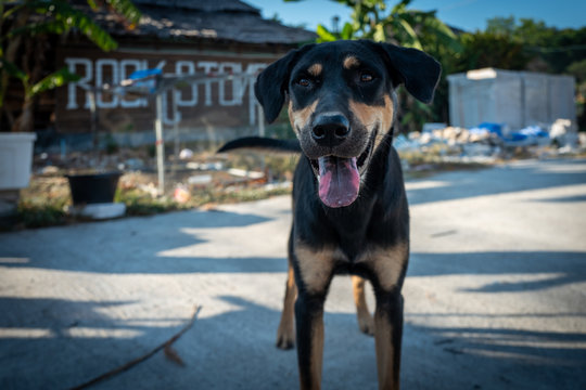 Street dog in Koh Lipe, Thailand.