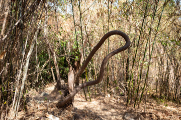 Bended branch on Ko Adang Island in Thailand