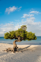 Divi Divi tree on the island of Aruba. Netherlands Antilles