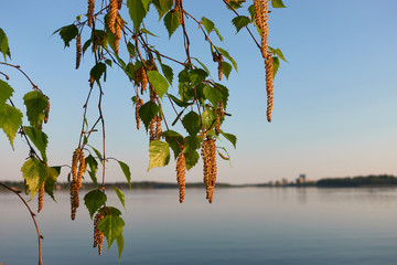 Birch tree catkins and fresh green leaves with small aphids in leaves on spring evening by the...