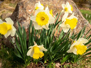group of yellow daffodils in early spring