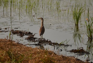 chienesischer Teich Reiher