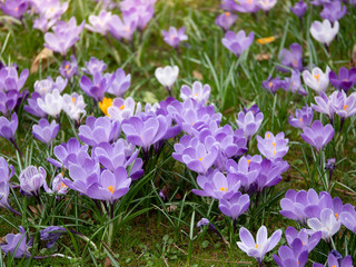 Image of a colorful field of crocuses during spring on a sunny day with blur in the back and foreground