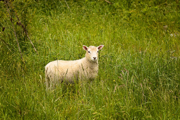 Obraz premium lamb in a field
